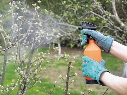 Cum să crească o cincime la dacha lui (cresc) Cum să crească o cincime la dacha lui