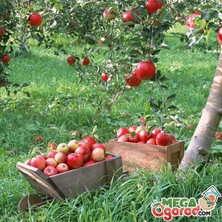 Cum să crească un copac măr în grădină - de la plantarea să aibă grijă de copac
