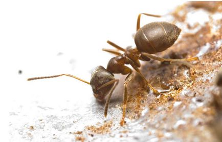 Cum de a aduce furnicile lupta în zona de grădină, varietate de remedii populare, mijloace și metode