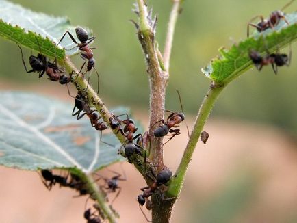 Cum de a aduce furnicile lupta în zona de grădină, varietate de remedii populare, mijloace și metode