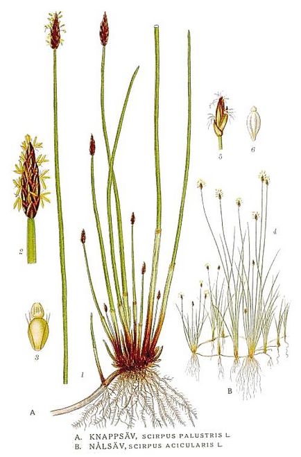 Papura - genul de plante acvatice în familia Cyperaceae
