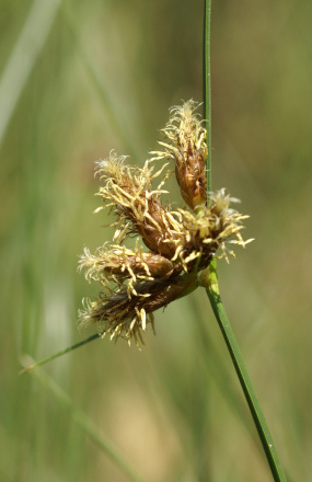 Papura - genul de plante acvatice în familia Cyperaceae