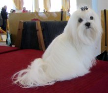 Dwarf fotografii de câine rasa cu titluri și descrieri