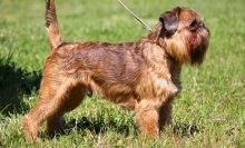 Dwarf fotografii de câine rasa cu titluri și descrieri