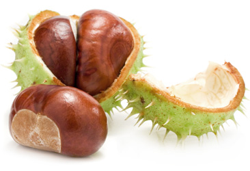 Chestnut - proprietăți utile și dăunătoare ale castane