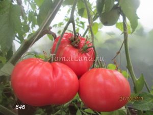 Catalog de tomate