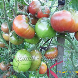 Catalog de tomate