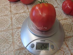 Catalog de tomate