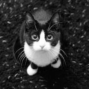 Ce vise pisica de pisici interpretare vis (roșu, negru)