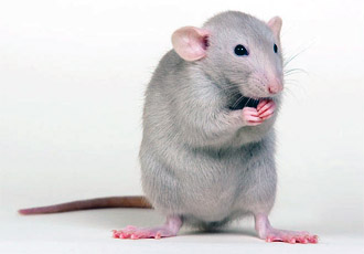De ce vis de un șobolan, în conformitate cu cărți de vis bine cunoscute vis predictori de interpretare cunoscute