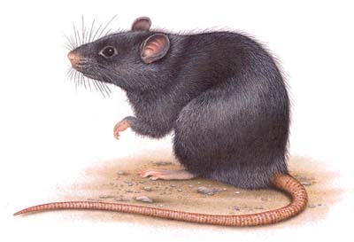 De ce vis de un șobolan, în conformitate cu cărți de vis bine cunoscute vis predictori de interpretare cunoscute