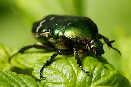 De ce vis de insecte într-un vis - vis interpretare vis insecte