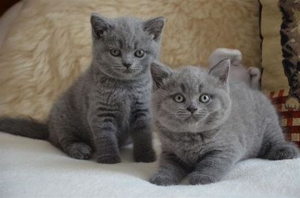 Poreclele pentru pisicile britanice numele rasei băieți 4500