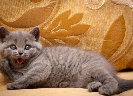 Poreclele pentru pisicile britanice numele rasei băieți 4500