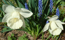 La transplantare în primăvara și toamna lalele, transplanturi de plante cu flori, ghid pas cu pas