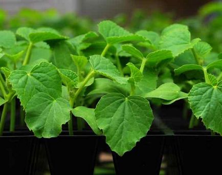 Atunci când planta castravete răsaduri de selecție, de manipulare, semănat semințe de răsaduri de castravete (plante) Când plantarea răsadurilor de castraveți în selectarea, manipularea, semănat semințe de răsaduri de castravete