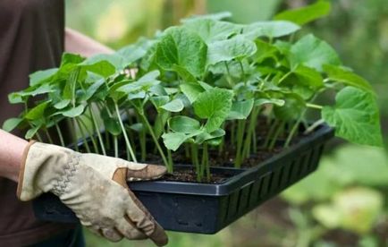 Când să semene răsaduri de castravete răsaduri de plantare castravete corect