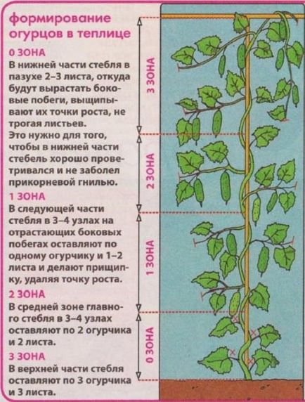 Când să semene răsaduri de castravete răsaduri de plantare castravete corect