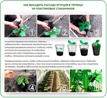 Când să semene răsaduri de castravete răsaduri de plantare castravete corect