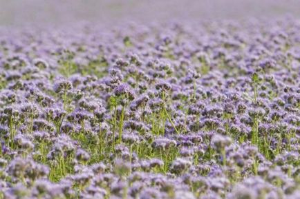 Când să semene Phacelia gunoi de grajd verde sfaturi sol deschise și detalii