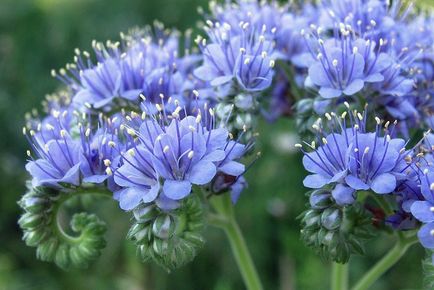 Când să semene Phacelia gunoi de grajd verde sfaturi sol deschise și detalii