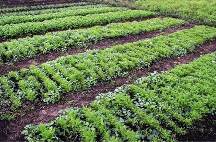 Când să semene Phacelia gunoi de grajd verde sfaturi sol deschise și detalii (scroafă) Când să semene Phacelia gunoi de grajd verde sfaturi sol deschise și detalii