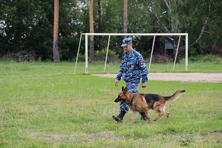 Dog lista de comenzi, și cum să-i învețe gesturi pentru a efectua și de formare