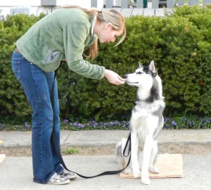 Dog lista de comenzi, și cum să-i învețe gesturi pentru a efectua și de formare