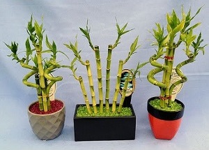 Houseplant bambus - în special cultivarea de acasă și de îngrijire corespunzătoare
