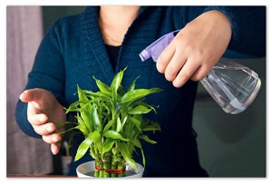 Houseplant bambus - în special cultivarea de acasă și de îngrijire corespunzătoare