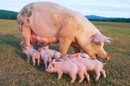 Hrănirea porcilor de la 1 până la 6 luni - carne de îngrășare NPA la domiciliu, vitamine pentru creștere,