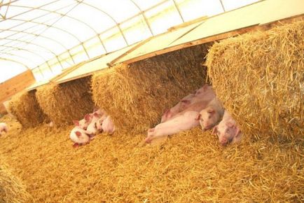 Hrănirea porcilor de la 1 până la 6 luni - carne de îngrășare NPA la domiciliu, vitamine pentru creștere,
