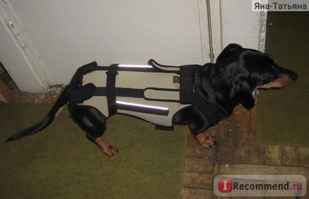 Corset (bretele) pentru câini frakishtak - «câine corset frakishtak - un lucru necesar, atunci când