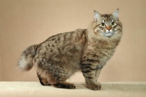 soiuri de rasa Bobtail pisica și descrierile lor