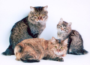 soiuri de rasa Bobtail pisica și descrierile lor