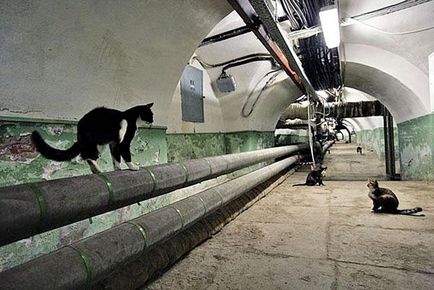 Pisicile în subsolul unei instrucțiuni video de bloc de locuințe pe de îngrijire cu mâinile lor, cum să atragă,