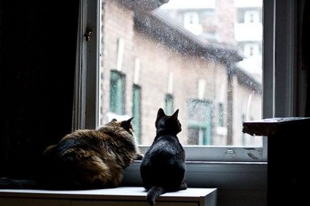 Pisici prin fereastra (31 poze)