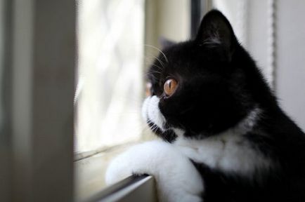 Pisici prin fereastra (31 poze)