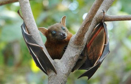 lilieci de fructe - ceea ce fotografie animale lilieci de fructe