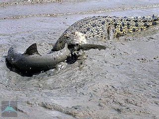 Crocodile împotriva rechin