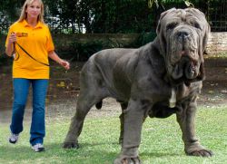 câine de talie mare - numele rasei
