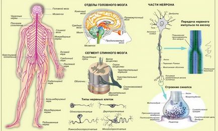 sistemul de tratament nervos de remedii populare la domiciliu