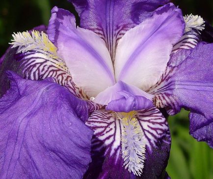 iris de flori legendare (iris)
