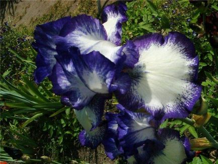 iris de flori legendare (iris)