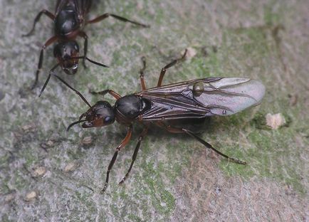 Flying furnici care sunt și metode de luptă