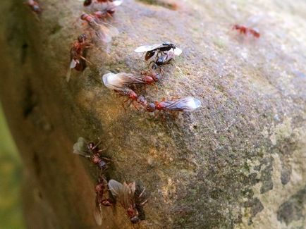 Flying furnici care sunt și metode de luptă