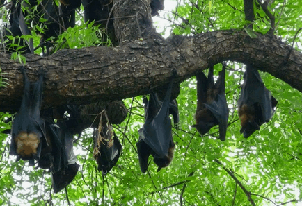 Flying Fox (câine liliac - Krylgan)