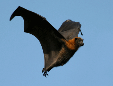 Flying Fox (câine liliac - Krylgan)