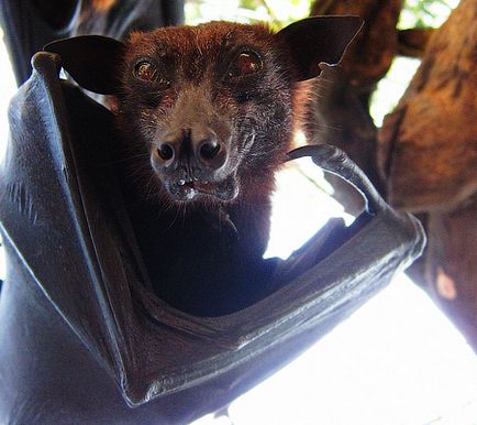 Flying câine, vulpe sau lilieci de fructe