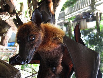 Flying câine, vulpe sau lilieci de fructe